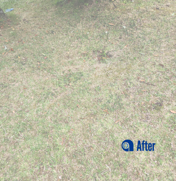 auckland-eco-friendly-garden-clearance