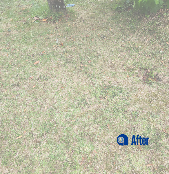 tree-branch-and-yard-waste-disposal-auckland